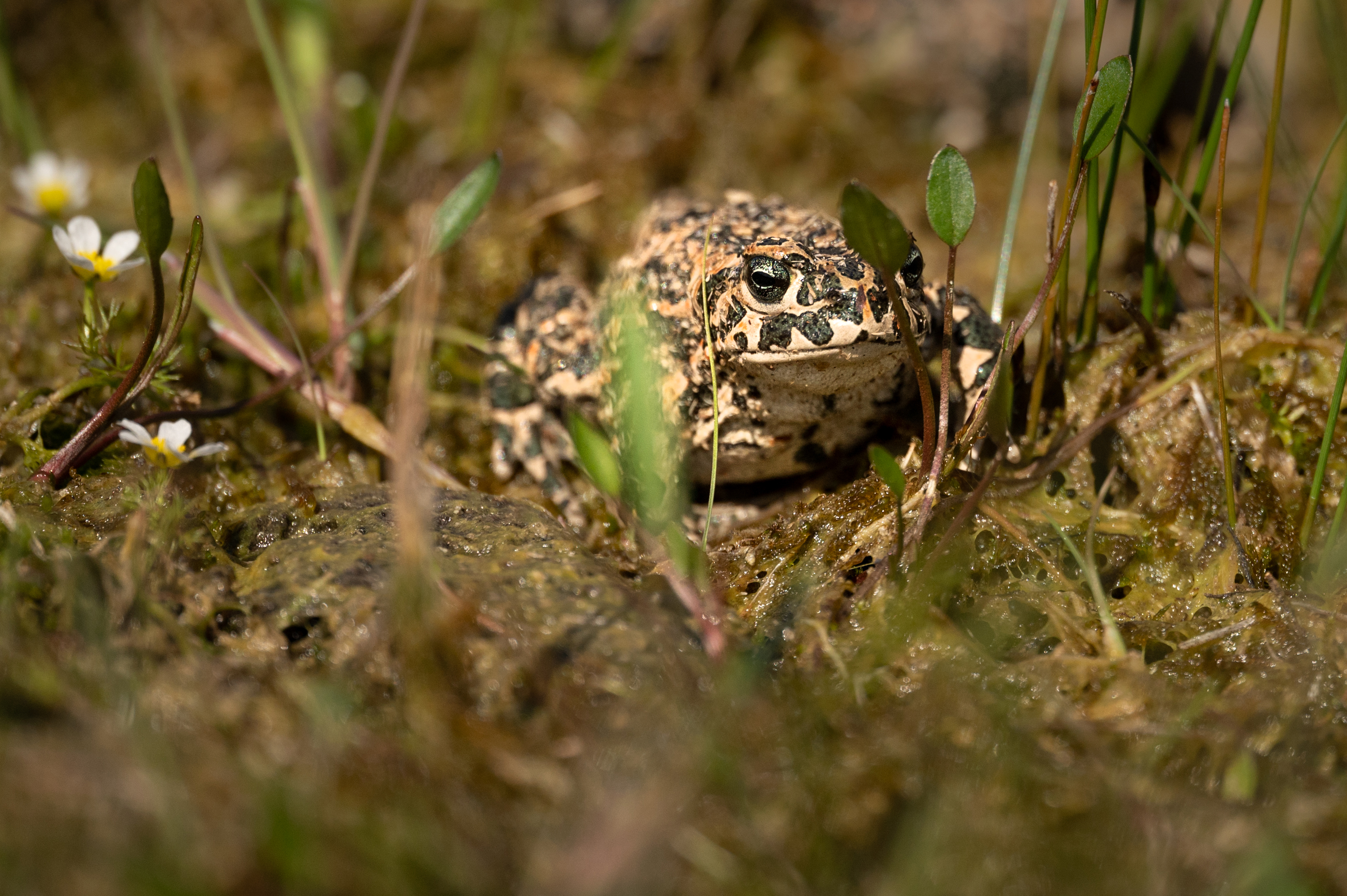 Foto: Marie Mattsson/Nordens Ark