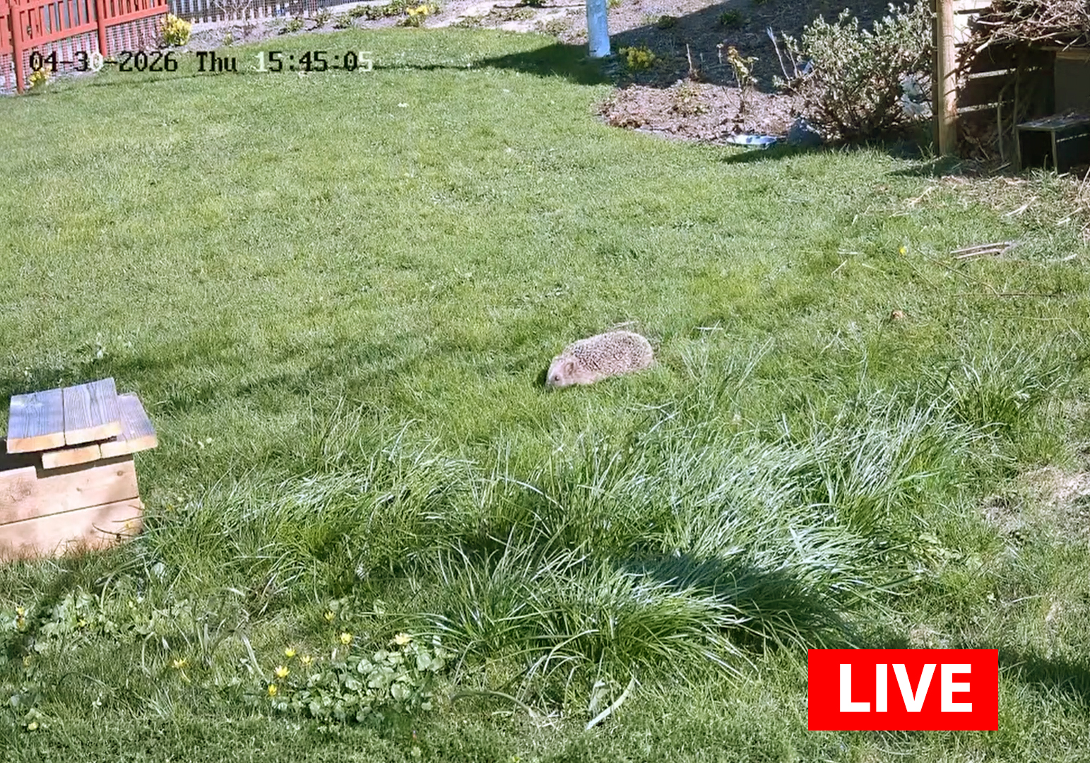 Bild Följ livet hos djuren på Nordens Ark