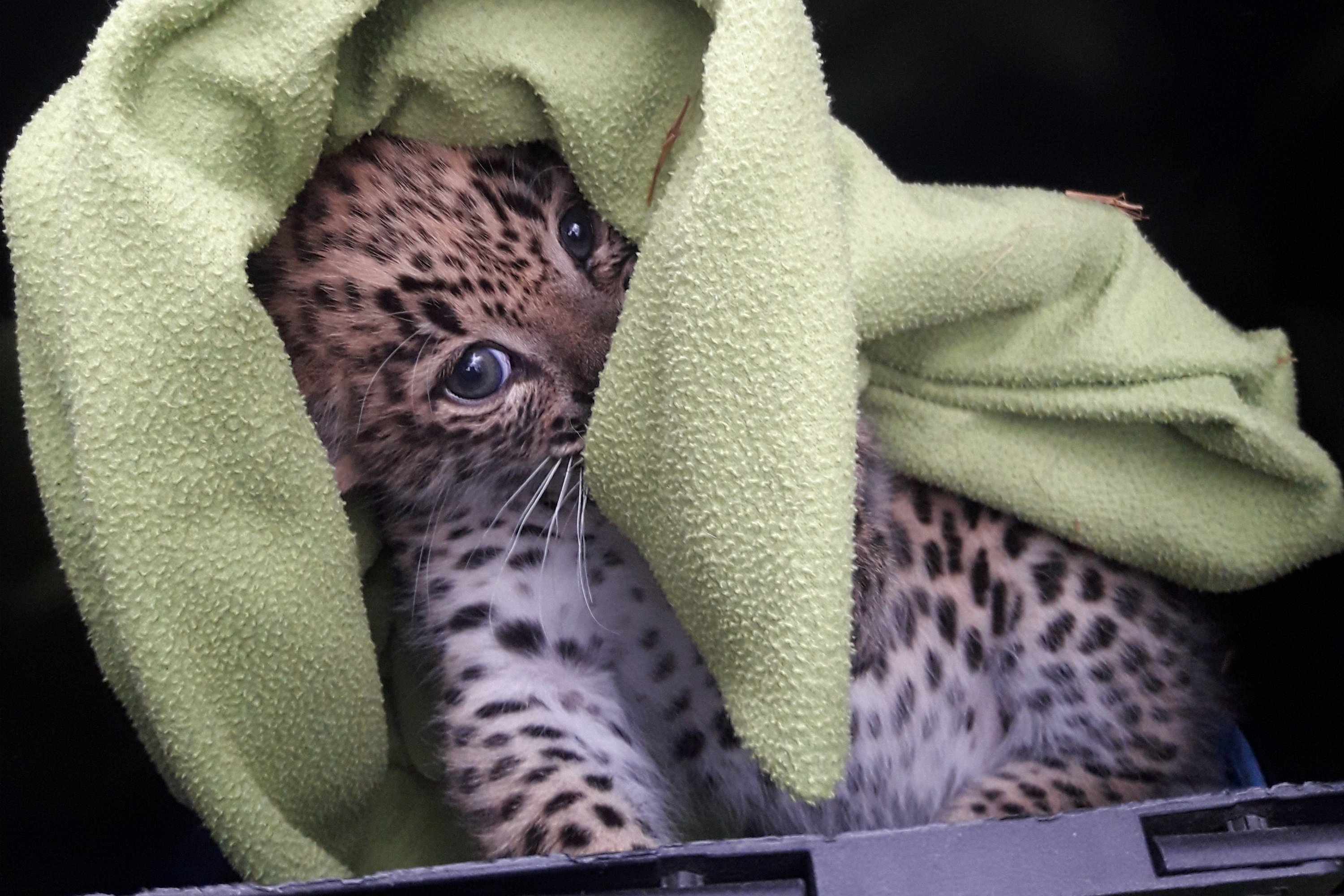 Leopardunge tittar fram under en filt, tagen vid veterinärkoll