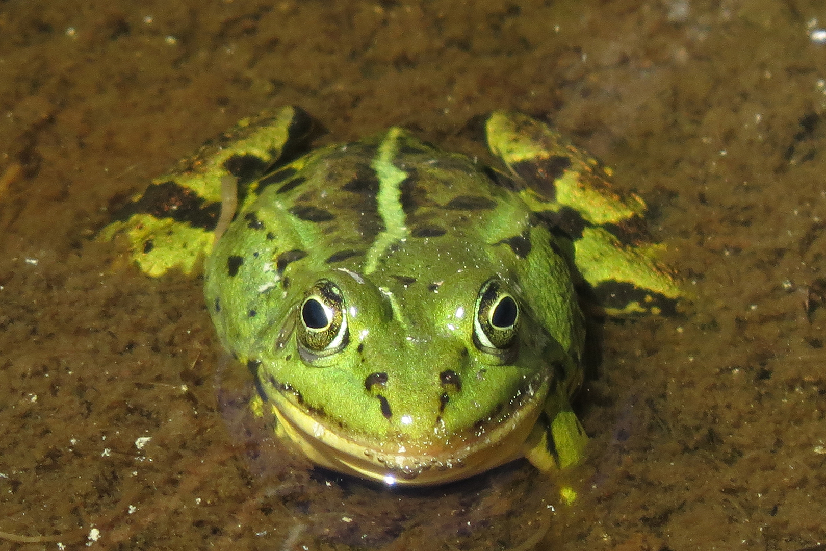 Gölgroda